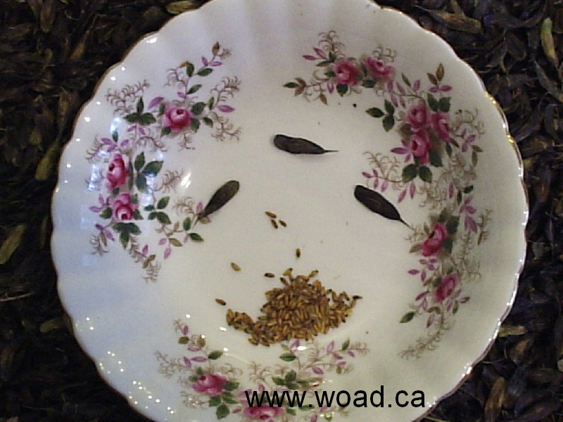 Natural Dye Gardens: Germination test for Natural Dye Seeds