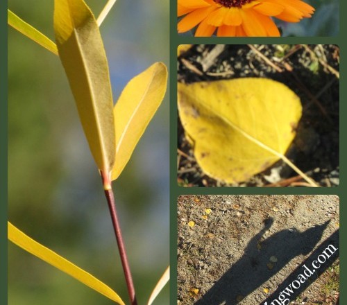 Capturing the Fall Palette in Natural Dyes