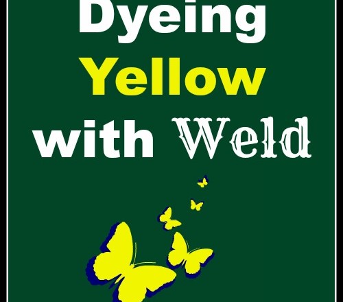 Natural Dyeing Yellow with Weld
