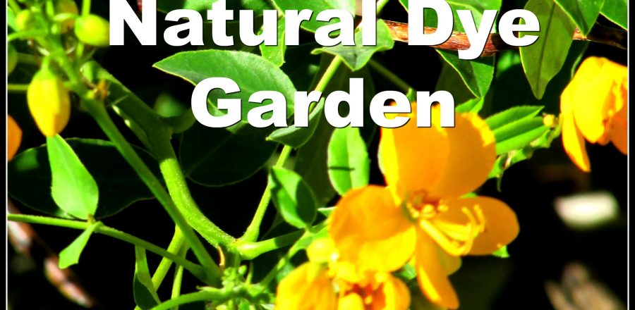 Save the Bees: Bee Friendly Dye Plants