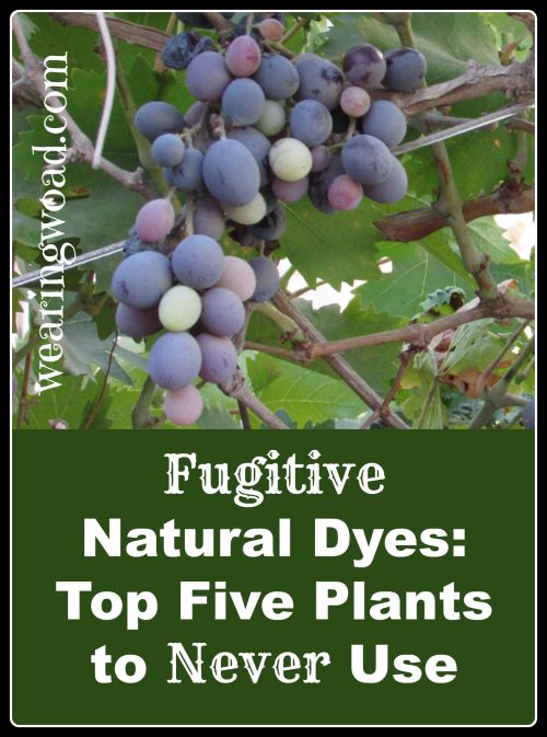 fugitive natural dyes: top five plants to never use for natural dyes