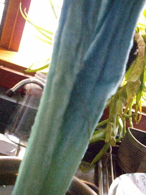 Woad Part 3: Dyeing with Woad