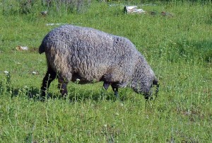 Coloured wool will impact natural dye colour differently than white wool. Experiment!