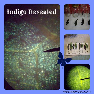 How to Identify Indigo in Woad