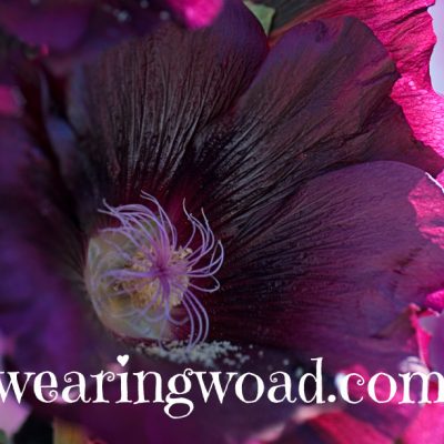 black hollyhock flower close up