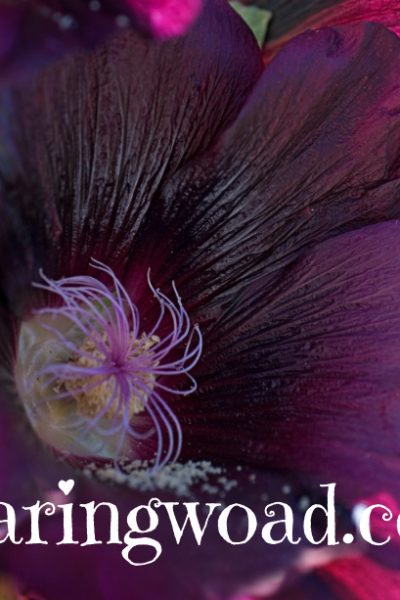 black hollyhock flower close up