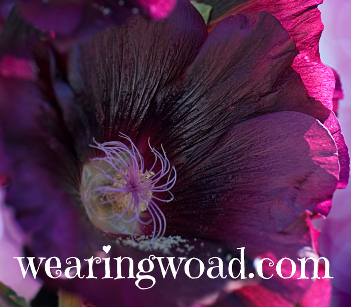 black hollyhock flower close up
